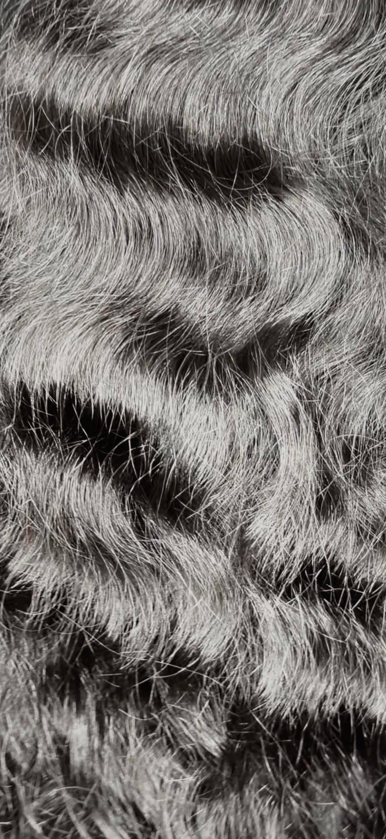 Raw Indian Bundles